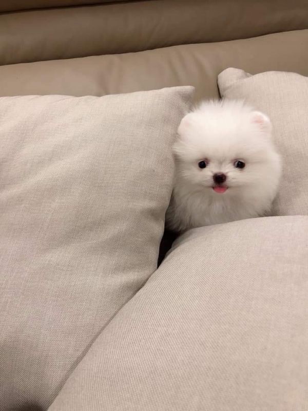 Adorable puppy seeking new home 