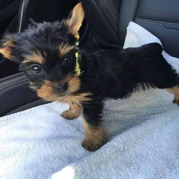 Yorkie puppies available (234)301-0838