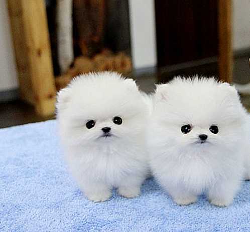 Two Pomeranian puppies for Adoption.(484) 265-1106