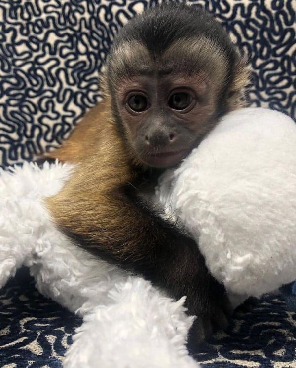 Cute   Baby Capuchin Monkey For   Adoption
