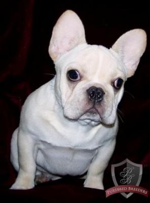 top class AKC registered french bulldog puppiesavailable