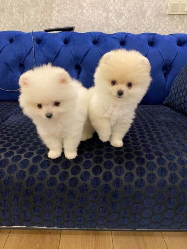 Pomeranian puppies for sale