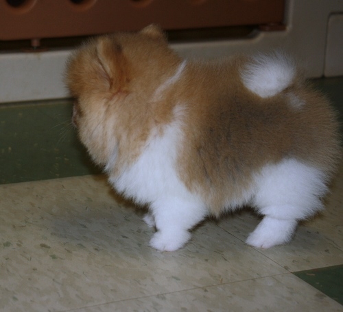 Health Registered Pomeranian.