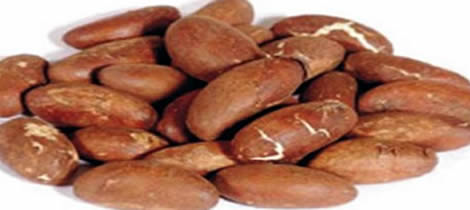 Garcinia kola (bitter kola) and kola nuts