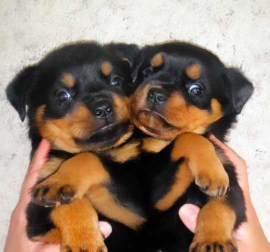 female rottweiler puppies