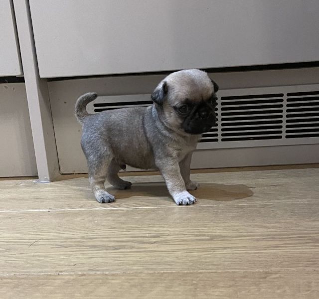 Loyal Pug Puppies