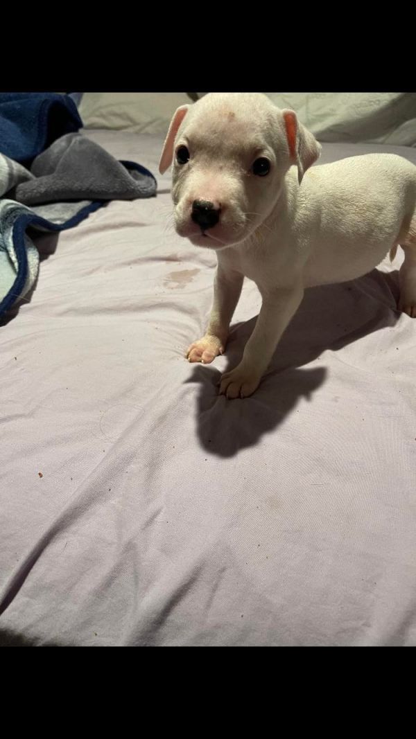 Pitbull puppies for adoption