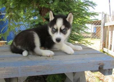 Cute siberian husky pups