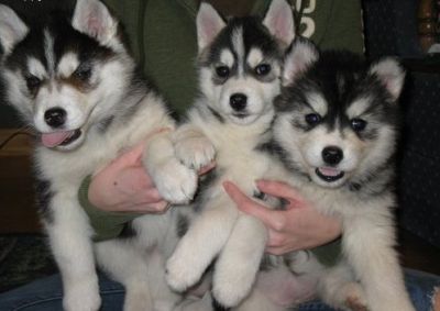 Fresh looking a kc registered siberian husky puppies for sale