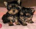 GORGEOUS AND MARVELOUS MALE AND FEMALE YORKIE PUPPIES FOR  ADOPTION.