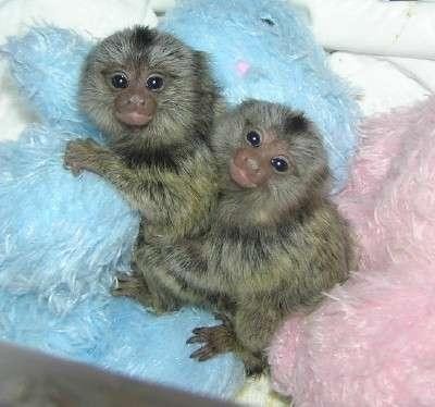 CAPUCHIN, SQUIRREL , SPIDER AND PYGMY MARMOSET MONKEYS AVAILABLE
