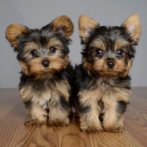 Adorable teacup Yorkie puppy (234)301-0838