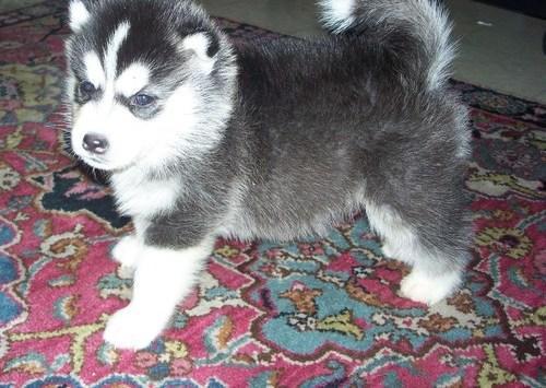 AKC Registered Siberian Husky Puppies- (801) 876-9561