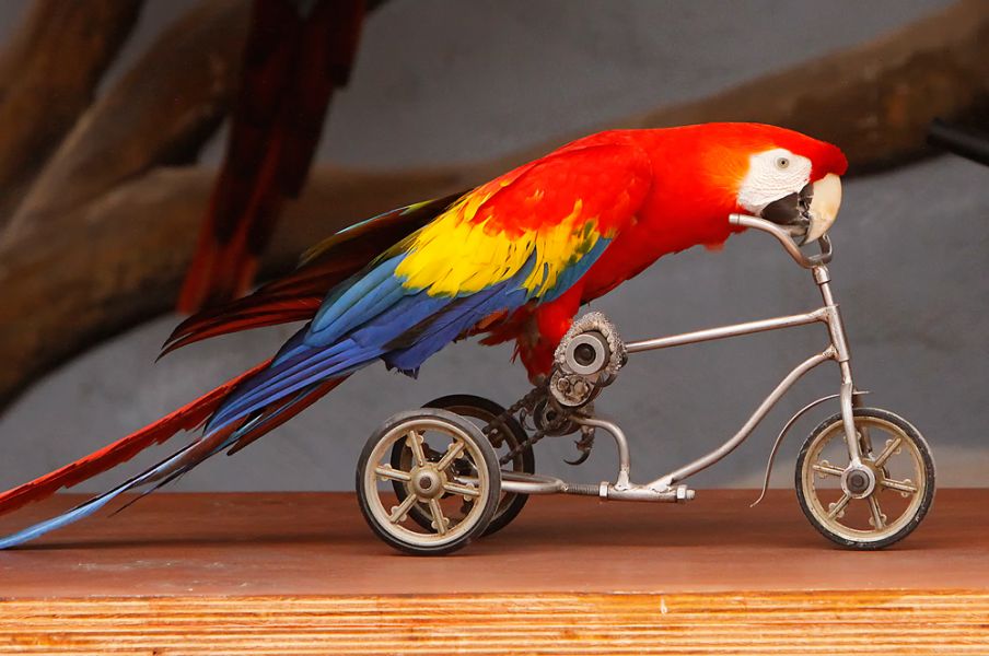 We are parrot breeders of high quality talkative breeds