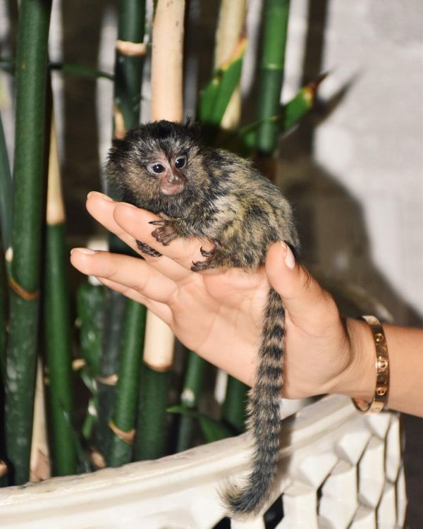 Finger Marmoset Monkeys For Sale