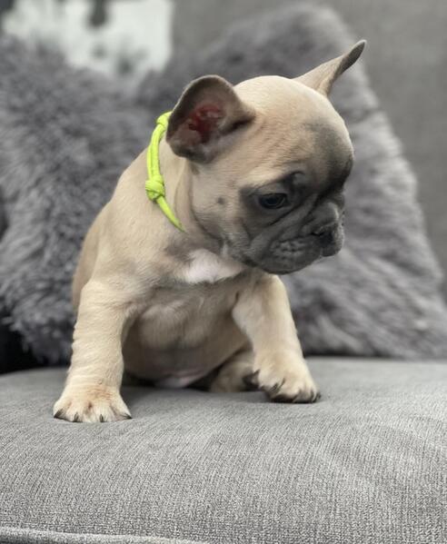 French Bulldogs Available
