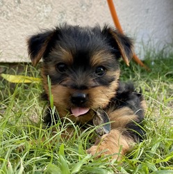 Yorkie puppies