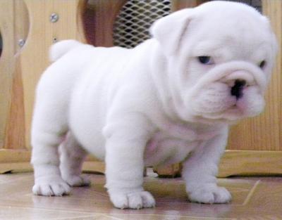 Adorable AKC registered in English Bulldog
