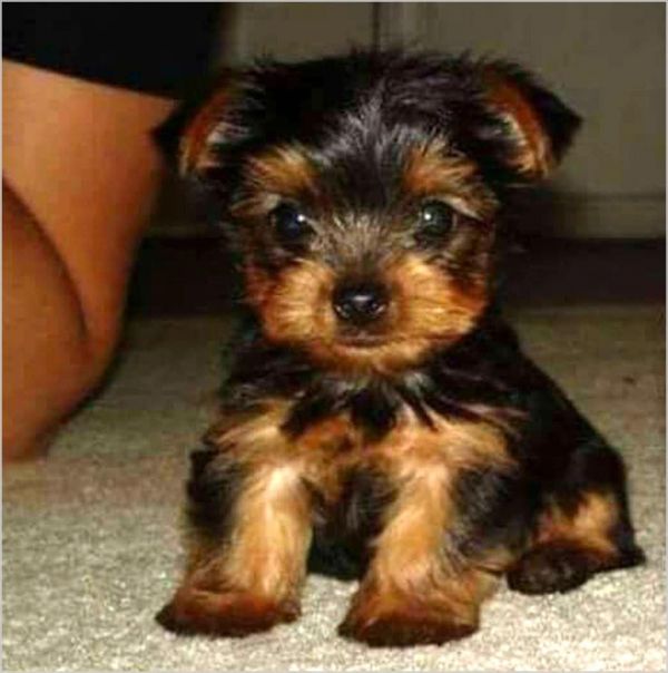 Xmas puppies for adoption 
