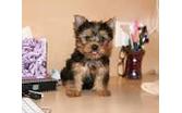 Gorgeous teacup Yorkie puppies ready now text (406-299-1854