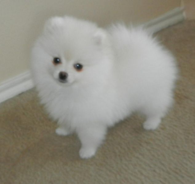 Aodrable pomsky puppies 