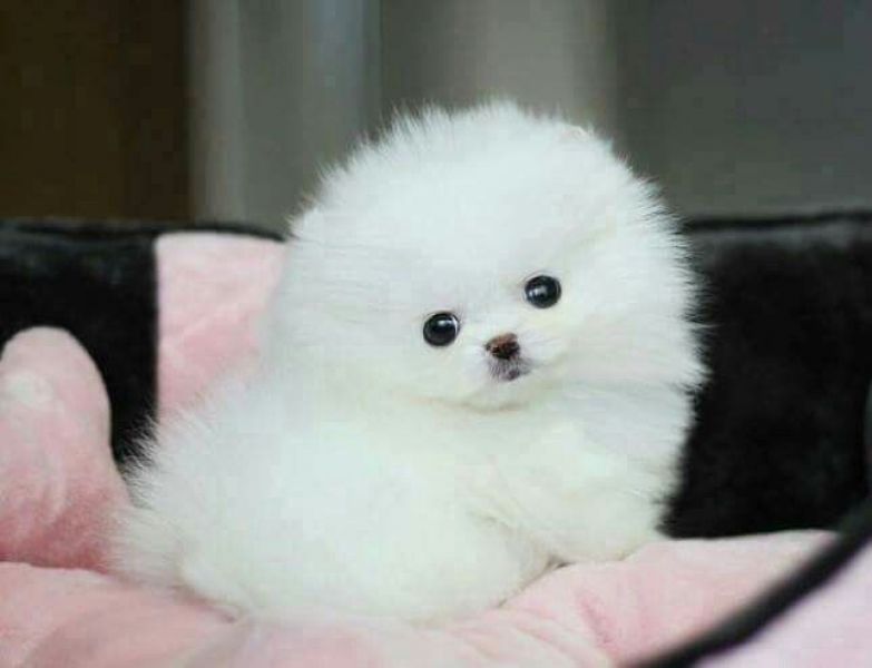 Sweet Boys and Girls Pomeranian Puppies available