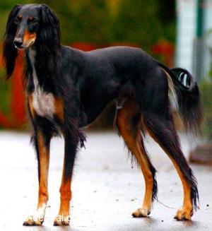Pet insurance San Diego