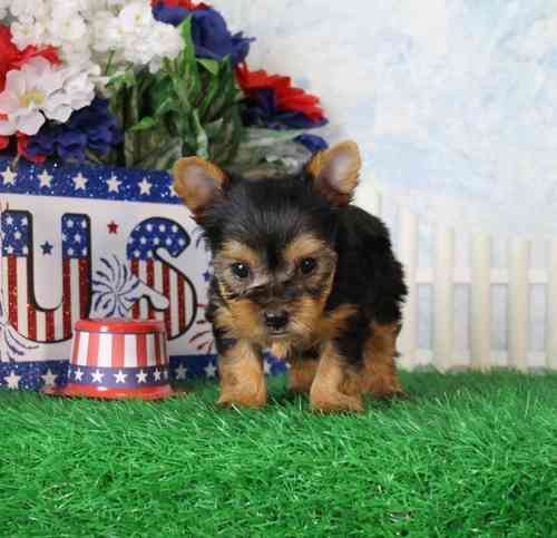 2 cute of AKC registered male and female Yorkie Puppies