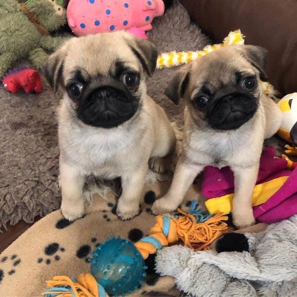 Adorable Pugs Puppies in need of loving homes.