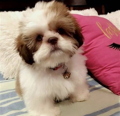Shih Tzu puppies for Re-homing! Incredibly Sweet