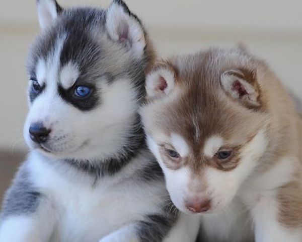 AKC Registered Siberian Husky Puppies- (801) 876-9561