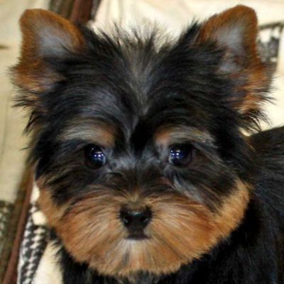 2AKC/CKC registered yorkire puppies for adopt