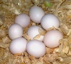 Parrot and fertile eggs for sales