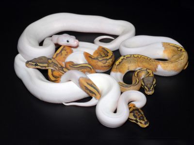 Cute and adorable Ball ,Piebald and Albino pythons for adoption