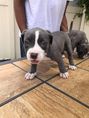 Pitbull puppies