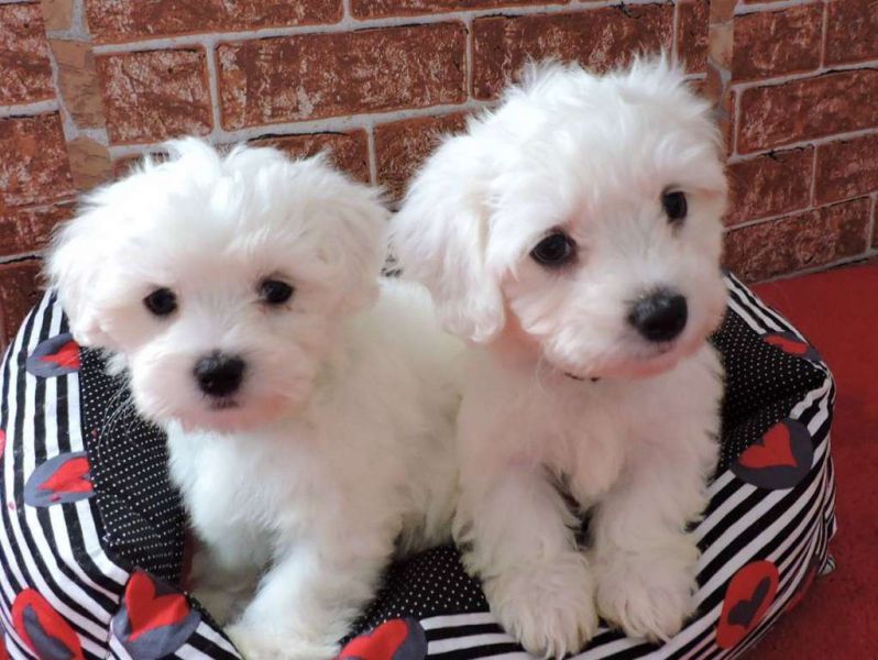 Gorgeous Teacup Maltese puppies (781) 954-0763