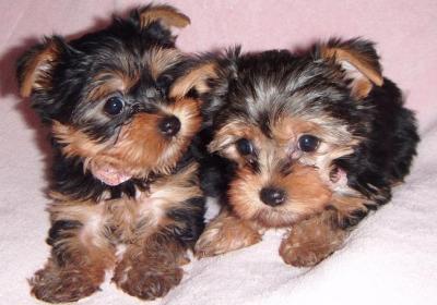 Adorable Teacup Yorkie Puppies For Free Adoption