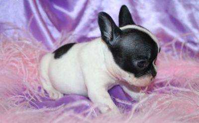 French bulldog pups black and white available for sale
