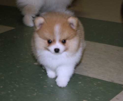 Health Registered Pomeranian.