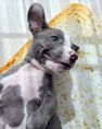 Lovely pitbull puppies 