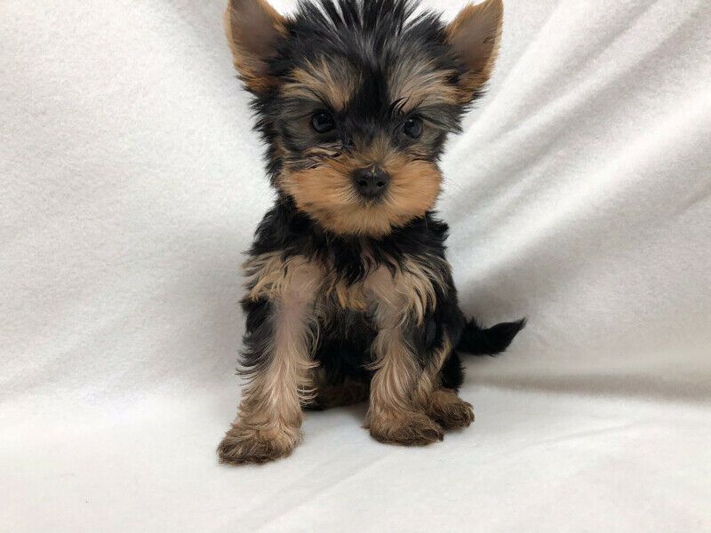 Gorgeous Yorkshire Terrier Yorkie  Puppies (830) 209-5279