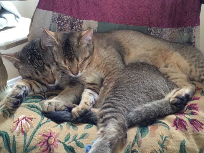 2servel kittens 1male and 1female also available
