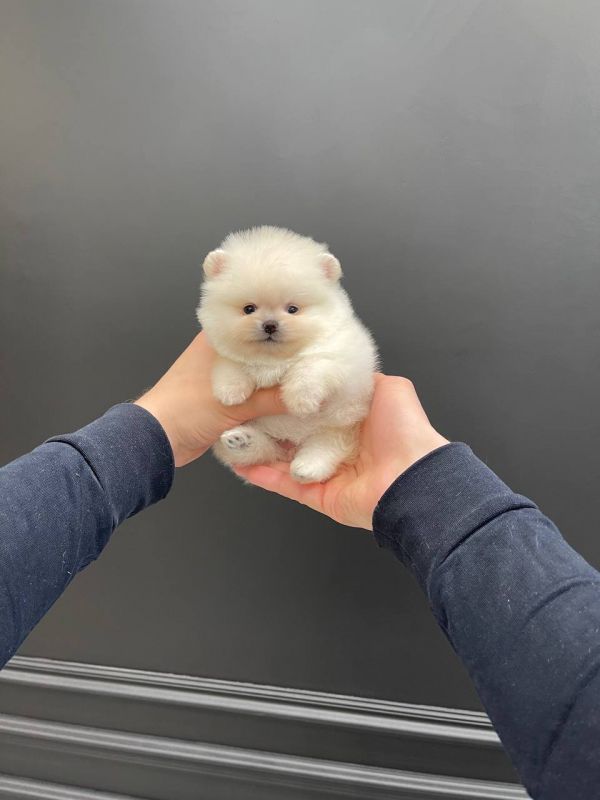 Beautiful Pomeranian puppies for sale