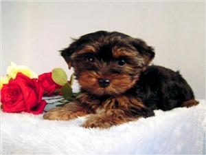 akc registered male and female teacup yorkie puppies for free rehoming