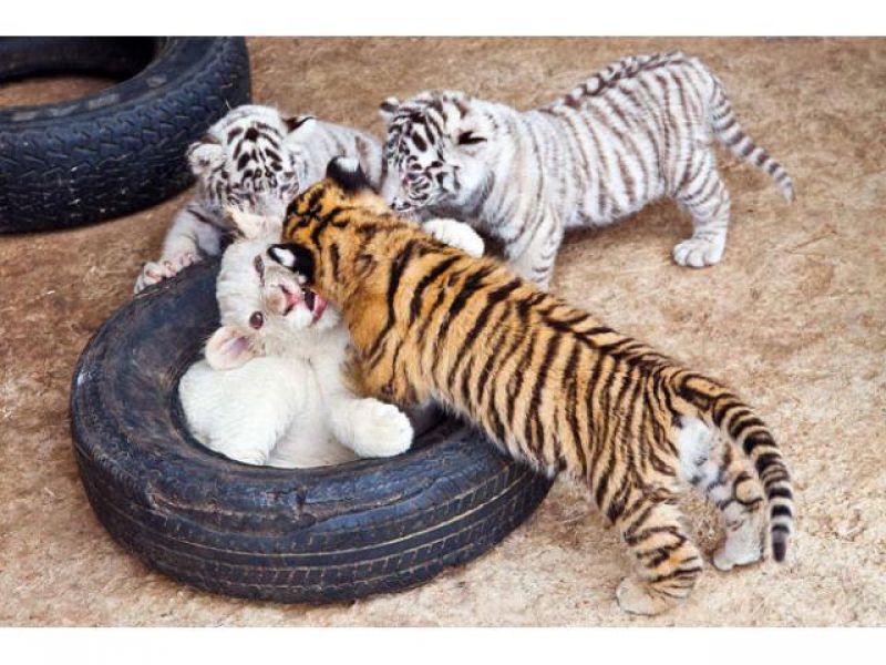  M & C Exotics Cheetah, Tiger, lion Cubs and Fennec Fox For Sale 