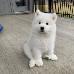 Samoyed puppies