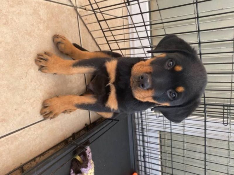 Top Quality Male and Female Rottweiler puppies 9709301669
