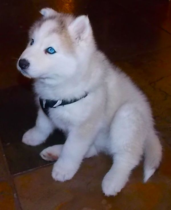 AKC Registered Siberian Husky Puppies- (801) 876-9561
