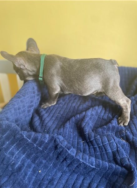 Cute French bulldog Puppies for sale