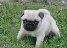 Fawn pug puppies